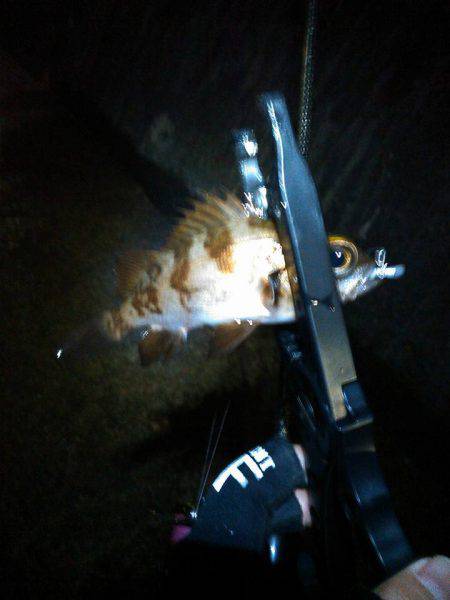 ありがとうメバル